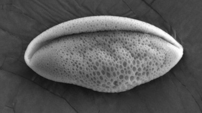 Foto del polline con SEM microscopo 